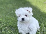 Nadir Güzellikte Maltese Terrier Yavrular