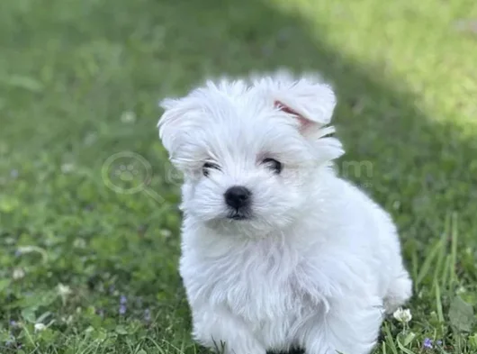 Nadir Güzellikte Maltese Terrier Yavrular görsel