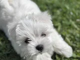 Nadir Güzellikte Maltese Terrier Yavrular