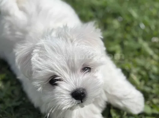 Nadir Güzellikte Maltese Terrier Yavrular görsel
