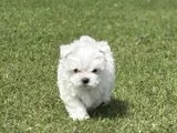 Nadir Güzellikte Maltese Terrier Yavrular
