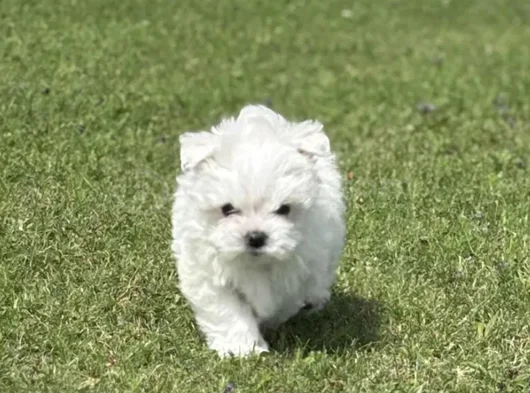 Nadir Güzellikte Maltese Terrier Yavrular görsel
