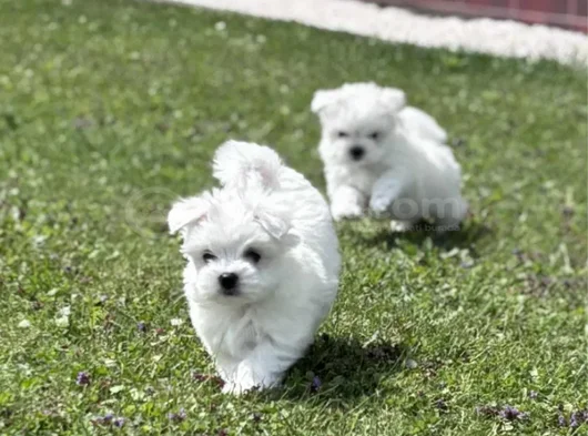 Nadir Güzellikte Maltese Terrier Yavrular
