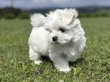 Nadir Güzellikte Maltese Terrier Yavrular