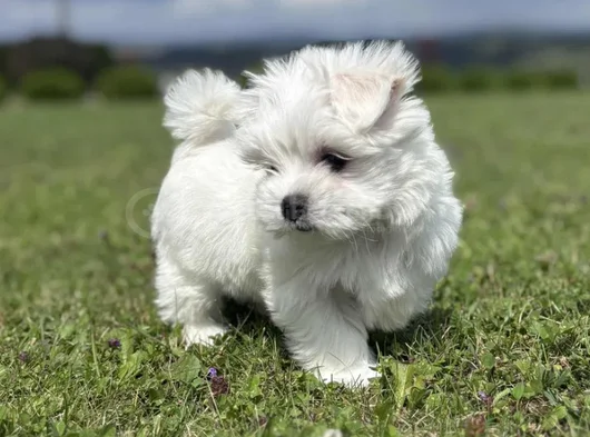 Nadir Güzellikte Maltese Terrier Yavrular görsel