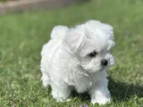 Nadir Güzellikte Maltese Terrier Yavrular