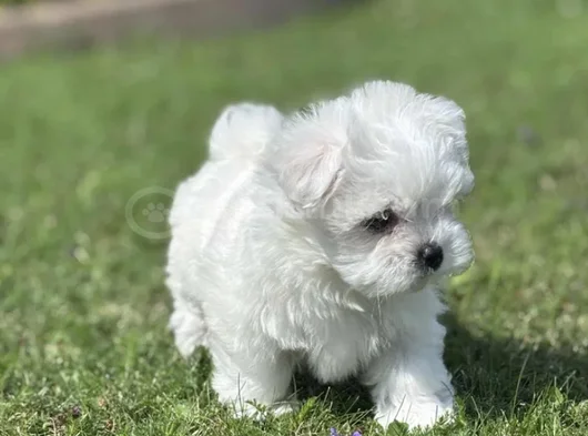 Nadir Güzellikte Maltese Terrier Yavrular görsel