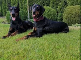 King boy nadir güzellikte doberman yavrular