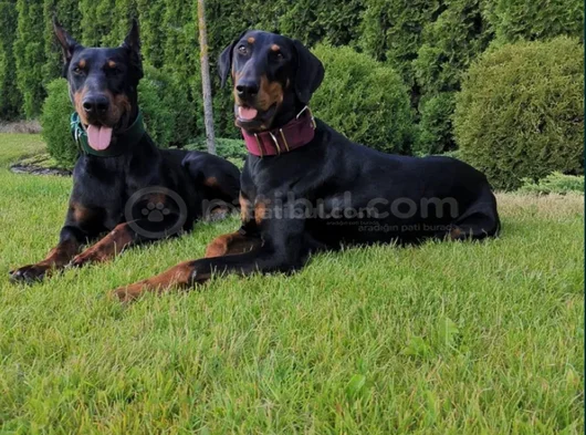 King Boy Nadir Güzellikte Doberman Yavrular