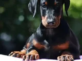 King Boy Nadir Güzellikte Doberman Yavrular
