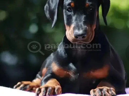 King Boy Nadir Güzellikte Doberman Yavrular görsel