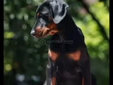 King Boy Nadir Güzellikte Doberman Yavrular