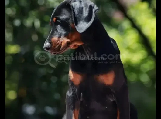 King Boy Nadir Güzellikte Doberman Yavrular görsel