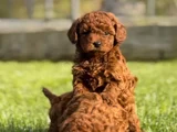 Nadir Güzellikte Toy Poodle Yavru