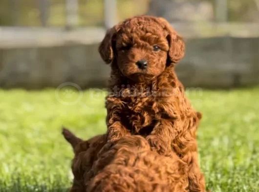 Nadir Güzellikte Toy Poodle Yavru görsel