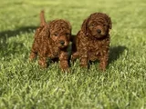 Nadir Güzellikte Toy Poodle Yavru