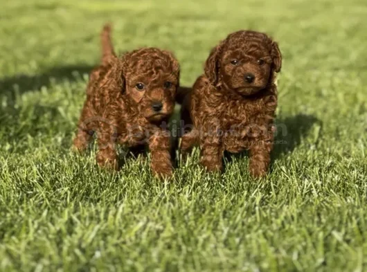 Nadir Güzellikte Toy Poodle Yavru görsel