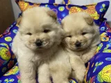 Kahverenkli Ve Beyaz Renk Chow Chow Bebekler