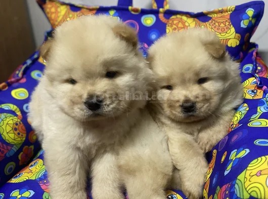 Kahverenkli Ve Beyaz Renk Chow Chow Bebekler görsel