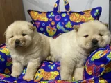Kahverenkli Ve Beyaz Renk Chow Chow Bebekler