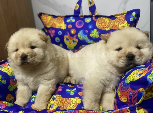 Kahverenkli Ve Beyaz Renk Chow Chow Bebekler görsel