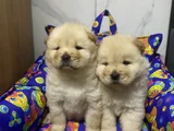 Kahverenkli Ve Beyaz Renk Chow Chow Bebekler