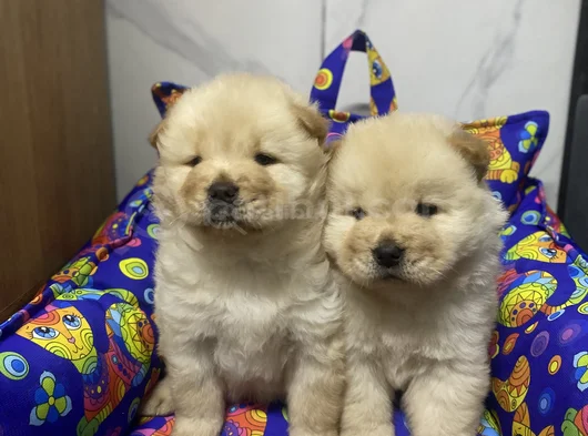 Kahverenkli Ve Beyaz Renk Chow Chow Bebekler görsel