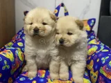 Kahverenkli ve beyaz renk chow chow bebekler