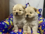 Kahverenkli Ve Beyaz Renk Chow Chow Bebekler