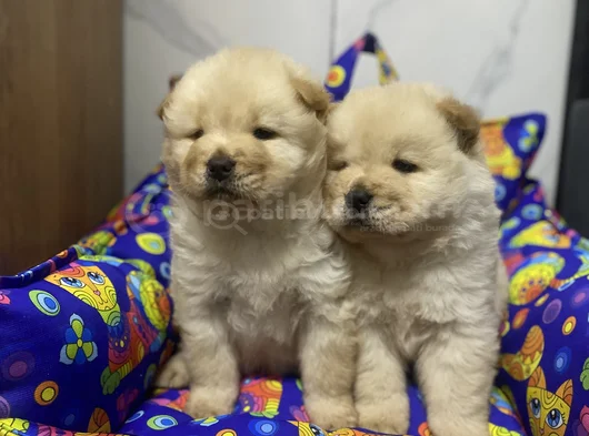 Kahverenkli Ve Beyaz Renk Chow Chow Bebekler görsel