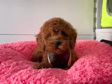 Irk Ve Saglık Garantili Poodle Yavrularımız
