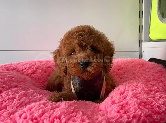 Irk Ve Saglık Garantili Poodle Yavrularımız görsel