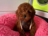 Irk Ve Saglık Garantili Poodle Yavrularımız
