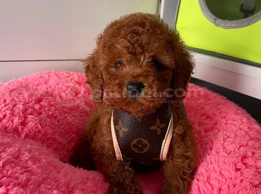 Irk Ve Saglık Garantili Poodle Yavrularımız görsel