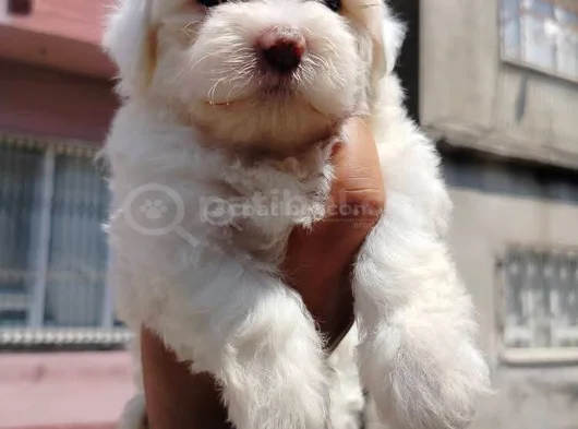 Terier Yavruları görsel