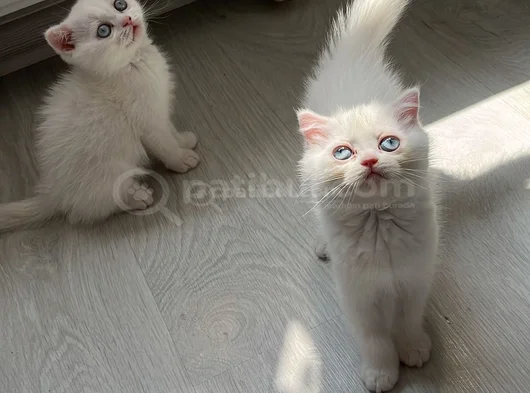 Scottish Fold Dişi Erkek Yavrular  görsel