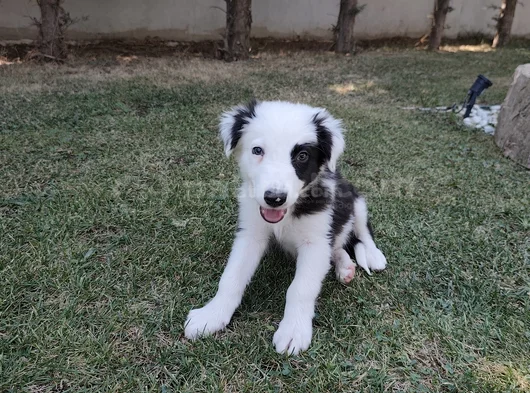 Aplus Border Collie Yavruları