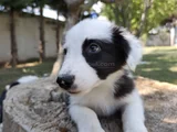 Aplus Border Collie Yavruları