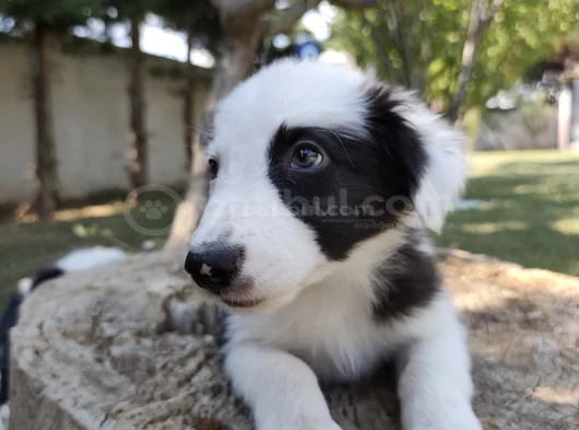 Aplus Border Collie Yavruları görsel