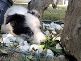 Aplus Border Collie Yavruları