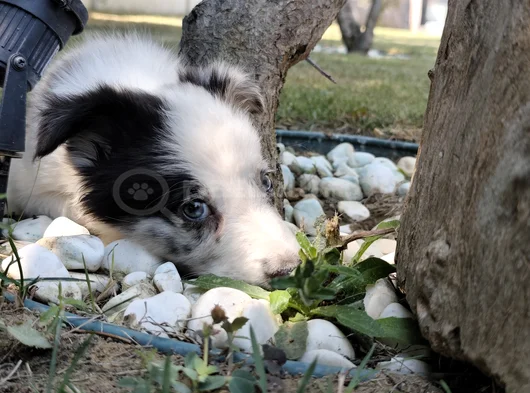 Aplus Border Collie Yavruları görsel