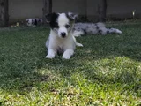 Aplus Border Collie Yavruları