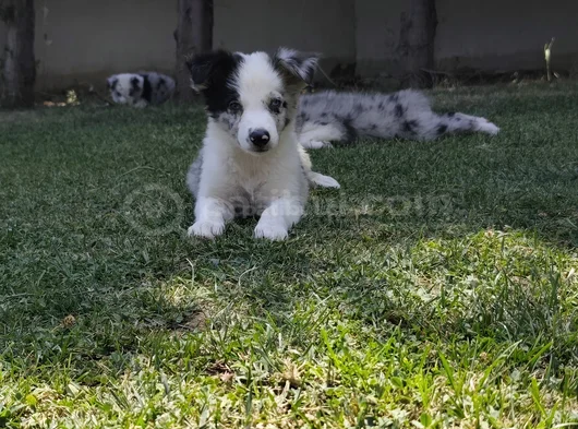 Aplus Border Collie Yavruları görsel