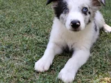 Aplus Border Collie Yavruları