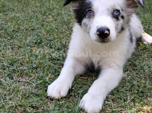 Aplus Border Collie Yavruları görsel