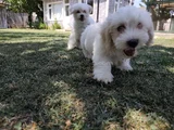 Pamuk Beyaz Maltipoo Yavruları