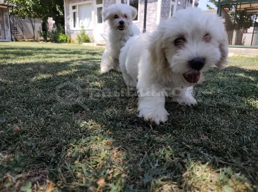Pamuk Beyaz Maltipoo Yavruları görsel