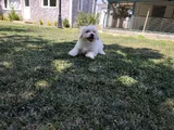 Pamuk Beyaz Maltipoo Yavruları