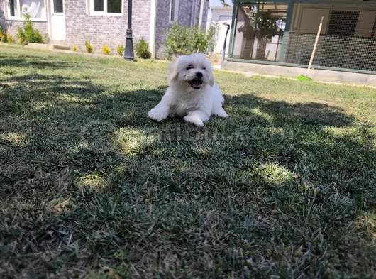 Pamuk Beyaz Maltipoo Yavruları görsel