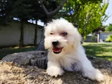 Pamuk Beyaz Maltipoo Yavruları